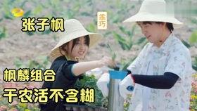 明星志愿路风数据,明星志愿中的闪耀星辰，数据揭秘其璀璨人生